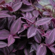 TRADESCANTIA PURPUSII