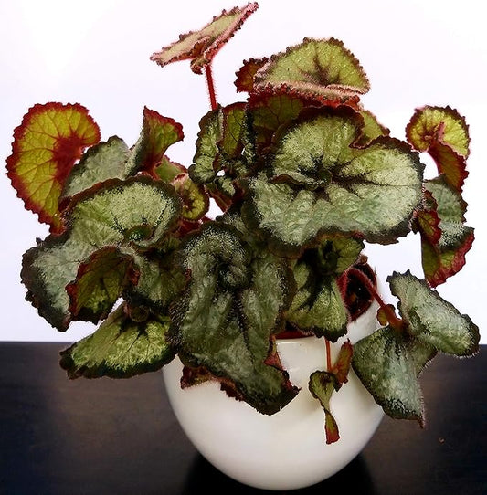 BEGONIA REX ESCARGOT