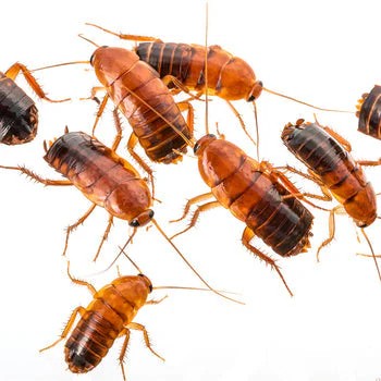 BLATTA LATERALIS MICRO BOX DA CIRCA 100 PZ