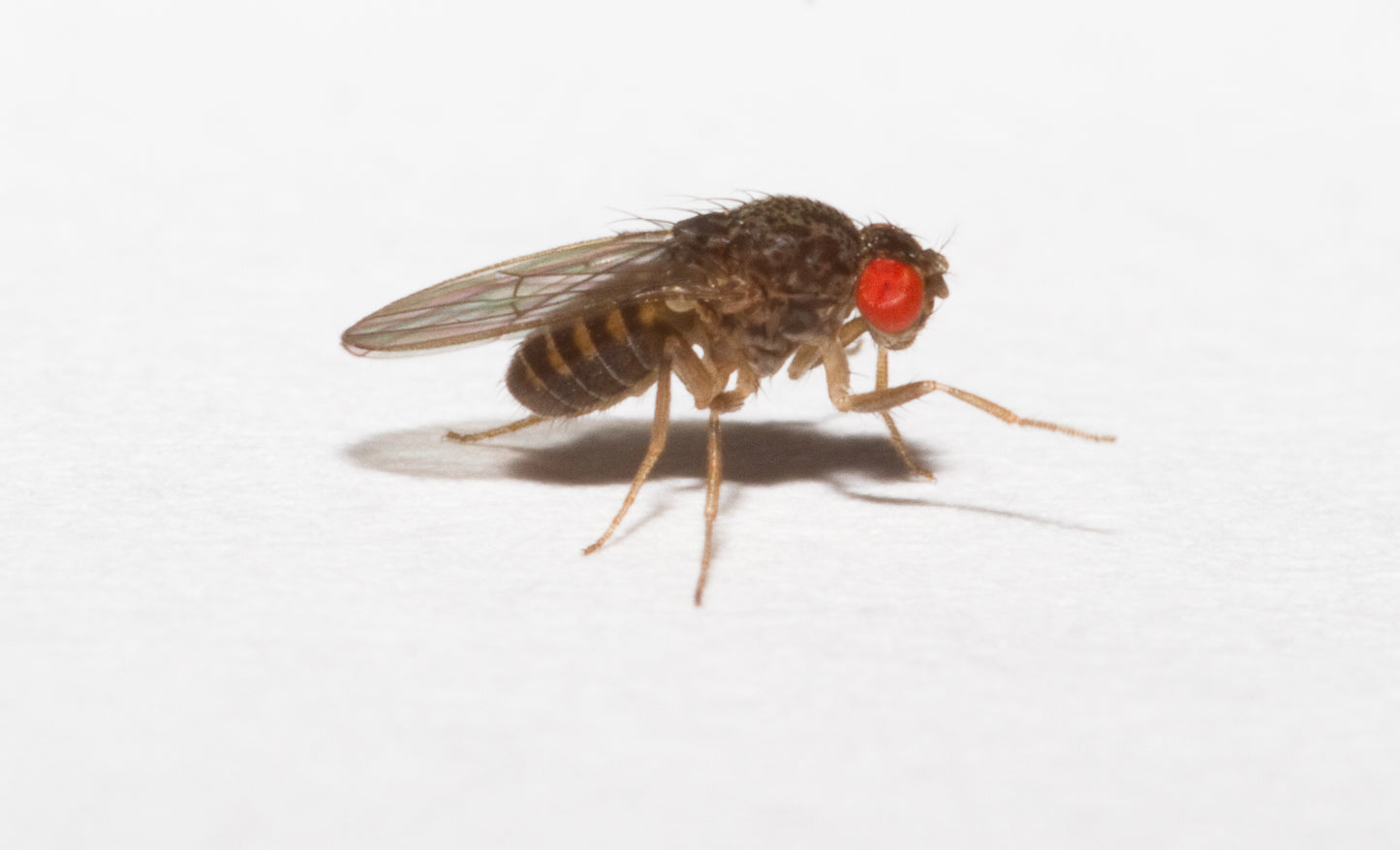 DROSOPHILA HYDEI
