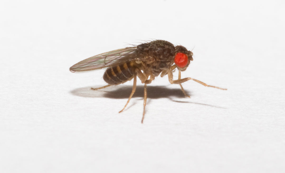 DROSOPHILA HYDEI