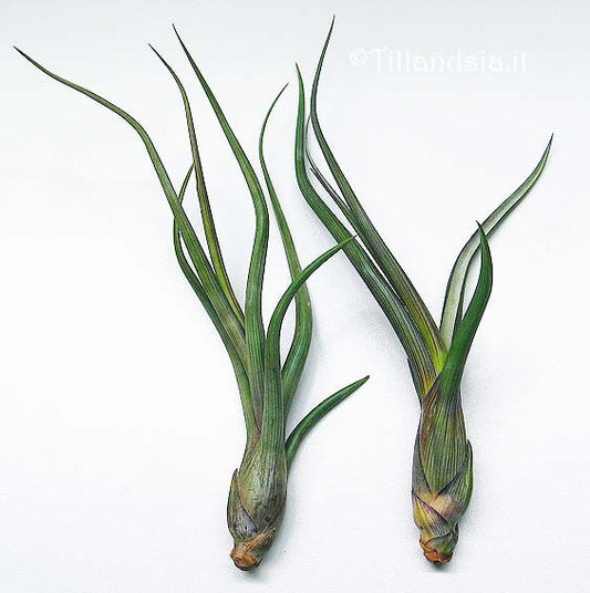 TILLANDSIA BAILEYI S