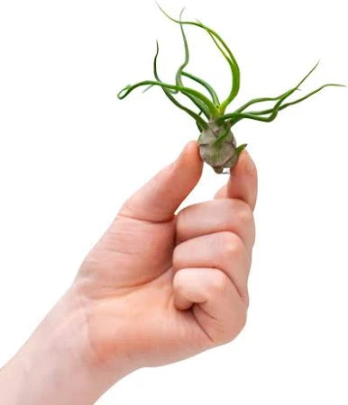TILLANDSIA BULBOSA R