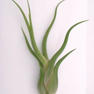 TILLANDSIA CAPUT MEDUSAE L
