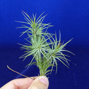 TILLANDSIA FUNKIANA L