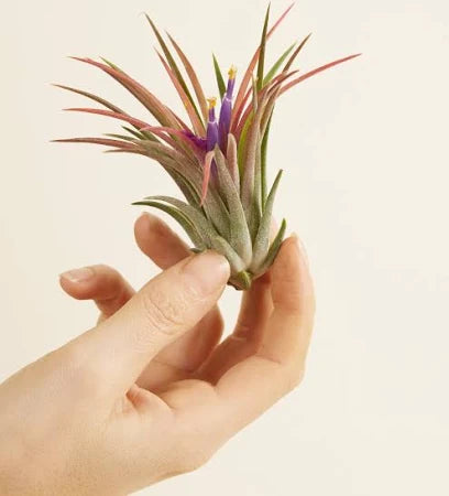 TILLANDSIA IONANTHA VAR. FUEGO R