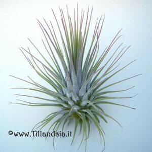 TILLANDSIA IONANTHA VAR. IONANTHA S