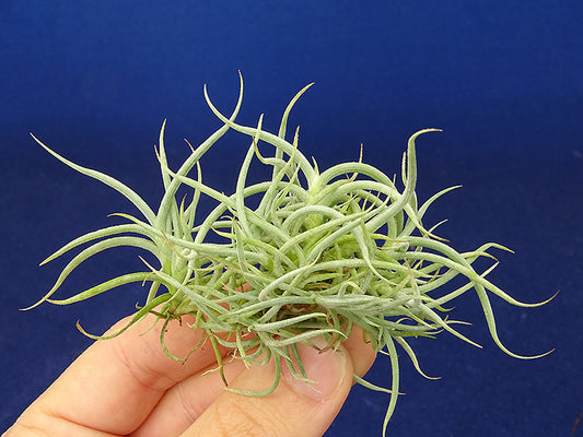 TILLANDSIA RETORTA IN GRUPPO