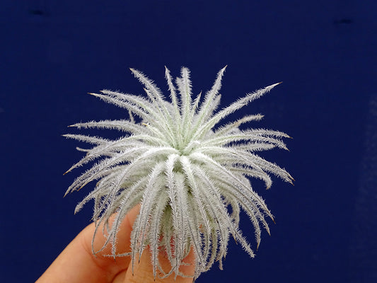 TILLANDSIA TECTORUM R