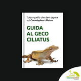 Guida al geco Ciliatus