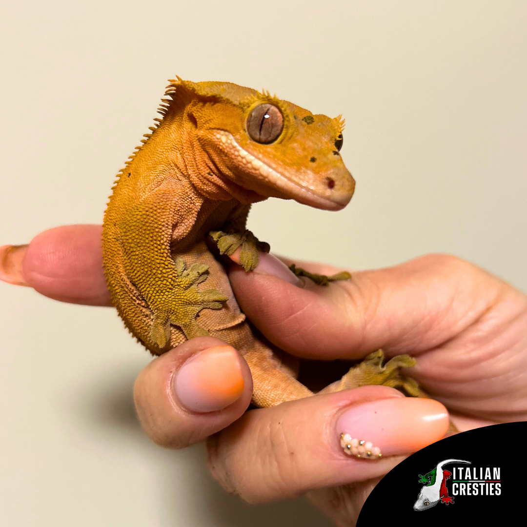 vendita correlophus ciliatus