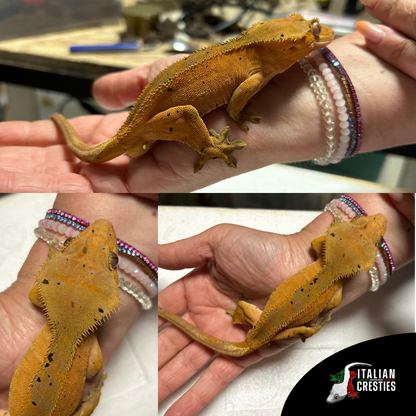 vendita correlophus ciliatus