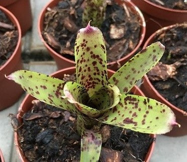 Neoregelia ampullacea x pauciflora