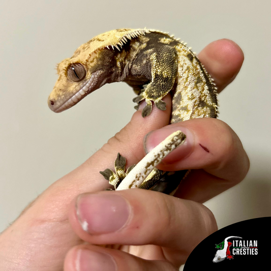 vendita geco ciliatus