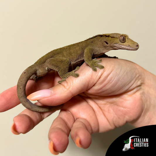 vendita geco ciliatus