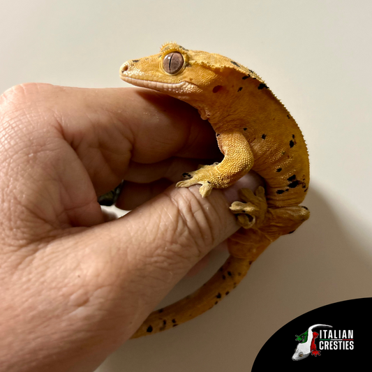 vendita geco ciliatus superdalmatian